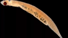 Најмалите животни